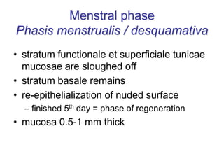 Menstral phase
Phasis menstrualis / desquamativa
• stratum functionale et superficiale tunicae
mucosae are sloughed off
• stratum basale remains
• re-epithelialization of nuded surface
– finished 5th day = phase of regeneration
• mucosa 0.5-1 mm thick
 