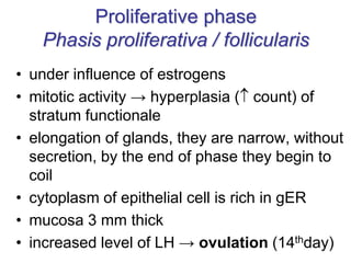 Proliferative phase
Phasis proliferativa / follicularis
• under influence of estrogens
• mitotic activity → hyperplasia ( count) of
stratum functionale
• elongation of glands, they are narrow, without
secretion, by the end of phase they begin to
coil
• cytoplasm of epithelial cell is rich in gER
• mucosa 3 mm thick
• increased level of LH → ovulation (14thday)
 