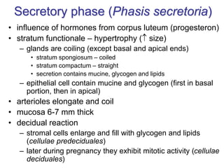 Secretory phase (Phasis secretoria)
• influence of hormones from corpus luteum (progesteron)
• stratum functionale – hypertrophy ( size)
– glands are coiling (except basal and apical ends)
• stratum spongiosum – coiled
• stratum compactum – straight
• secretion contains mucine, glycogen and lipids
– epithelial cell contain mucine and glycogen (first in basal
portion, then in apical)
• arterioles elongate and coil
• mucosa 6-7 mm thick
• decidual reaction
– stromal cells enlarge and fill with glycogen and lipids
(cellulae predeciduales)
– later during pregnancy they exhibit mitotic activity (cellulae
deciduales)
 