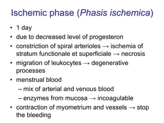 Ischemic phase (Phasis ischemica)
• 1 day
• due to decreased level of progesteron
• constriction of spiral arterioles → ischemia of
stratum functionale et superficiale → necrosis
• migration of leukocytes → degenerative
processes
• menstrual blood
– mix of arterial and venous blood
– enzymes from mucosa → incoagulable
• contraction of myometrium and vessels → stop
the bleeding
 