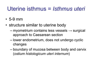 Uterine isthmus = Isthmus uteri
• 5-9 mm
• structure similar to uterine body
– myometrium contains less vessels → surgical
approach to Caesarean section
– lower endometrium, does not undergo cyclic
changes
– boundary of mucosa between body and cervix
(ostium histologicum uteri internum)
 