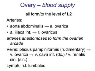 Ovary – blood supply
all form/to the level of L2
Arteries:
• aorta abdominalis → a. ovarica
• a. iliaca int. → r. ovaricus
arteries anastomoses to form the ovarian
arcade
Veins: plexus pampiniformis (rudimentary) →
v. ovarica → v. cava inf. (dx.) / v. renalis
sin. (sin.)
Lymph: n.l. lumbales
 