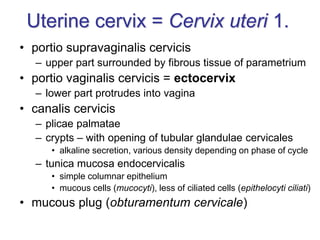Uterine cervix = Cervix uteri 1.
• portio supravaginalis cervicis
– upper part surrounded by fibrous tissue of parametrium
• portio vaginalis cervicis = ectocervix
– lower part protrudes into vagina
• canalis cervicis
– plicae palmatae
– crypts – with opening of tubular glandulae cervicales
• alkaline secretion, various density depending on phase of cycle
– tunica mucosa endocervicalis
• simple columnar epithelium
• mucous cells (mucocyti), less of ciliated cells (epithelocyti ciliati)
• mucous plug (obturamentum cervicale)
 