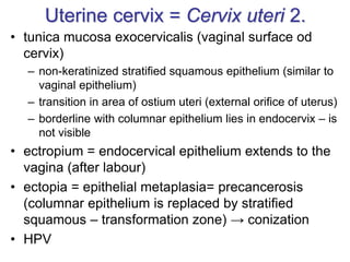 Uterine cervix = Cervix uteri 2.
• tunica mucosa exocervicalis (vaginal surface od
cervix)
– non-keratinized stratified squamous epithelium (similar to
vaginal epithelium)
– transition in area of ostium uteri (external orifice of uterus)
– borderline with columnar epithelium lies in endocervix – is
not visible
• ectropium = endocervical epithelium extends to the
vagina (after labour)
• ectopia = epithelial metaplasia= precancerosis
(columnar epithelium is replaced by stratified
squamous – transformation zone) → conization
• HPV
 