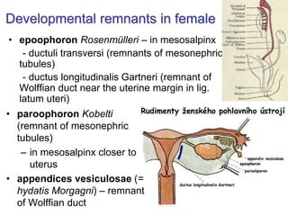 Developmental remnants in female
• epoophoron Rosenmülleri – in mesosalpinx
- ductuli transversi (remnants of mesonephric
tubules)
- ductus longitudinalis Gartneri (remnant of
Wolffian duct near the uterine margin in lig.
latum uteri)
• paroophoron Kobelti
(remnant of mesonephric
tubules)
– in mesosalpinx closer to
uterus
• appendices vesiculosae (=
hydatis Morgagni) – remnant
of Wolffian duct
 