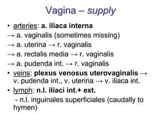 Vagina – supply
• arteries: a. iliaca interna
→ a. vaginalis (sometimes missing)
→ a. uterina → r. vaginalis
→ a. rectalis media → r. vaginalis
→ a. pudenda int. → r. vaginalis
• veins: plexus venosus uterovaginalis →
v. pudenda int., v. uterina → v. iliaca int.
• lymph: n.l. iliaci int.+ ext.
- n.l. inguinales superficiales (caudally to
hymen)
 