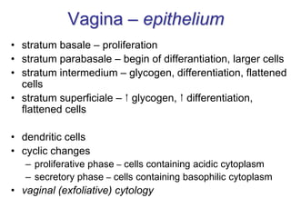 Vagina – epithelium
• stratum basale – proliferation
• stratum parabasale – begin of differantiation, larger cells
• stratum intermedium – glycogen, differentiation, flattened
cells
• stratum superficiale –  glycogen,  differentiation,
flattened cells
• dendritic cells
• cyclic changes
– proliferative phase – cells containing acidic cytoplasm
– secretory phase – cells containing basophilic cytoplasm
• vaginal (exfoliative) cytology
 