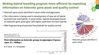 Making hybrid breeding program more efficient by exploiting
information on heterotic gene pools and quality control
Heterotic groups identified in
pearl millet
• Heterotic gene pools identified in pearl millet and pigeonpea
• The information is being used in development of new set of hybrid
parental lines and hybrids. In pearl millet, hybrids developed based
on heterotic gene pools gave 10% higher yield then the best hybrids.
• DNA fingerprinting of parental lines/hybrids for quality control
 