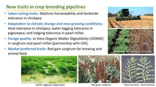 New traits in crop breeding pipelines
Water logging in pigeonpea Red grain sorghum Heat sensitive Heat tolerant
Machine harvestable chickpea
Herbicide tolerance in chickpea
• Labor-saving traits: Machine harvestability and herbicide
tolerance in chickpea
• Adaptation to climate change and new growing conditions:
Heat tolerance in chickpea; water logging tolerance in
pigeonpea; and lodging tolerance in pearl millet.
• Forage quality: In Vitro Organic Matter Digestibility (IVOMD)
in sorghum and pearl millet (partnership with ILRI).
• Market-preferred traits: Red gain sorghum for brewing and
animal feed.
 