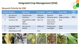 Research Priority for ICM
Priority Chickpea Pigeonpea Groundnut Sorghum Pearl millet
Finger
millet
1 Dry root rot
Pod borer
Fusarium wilt
Pod borer
Aflatoxin
Leaf spots
Shoot fly
Fall army worm
Blast
Downy mildew Blast
2 Fusarium wilt Phytophthora blight
SMD
Maruca
Stem rot Grain mold
Charcoal rot
Stem borer
Rust
3 Ascochyta blight
Collar rot
Dry root rot
Pod fly
Collar rot Anthracnose
Leaf Blight
Ergot
Smut
4 Botrytis grey mold Rust
Integrated Crop Management (ICM)
 