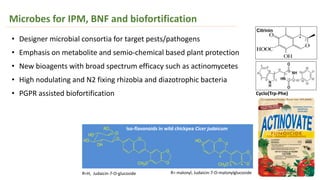 Wilt sick plot
Growth chamber
Microbes for IPM, BNF and biofortification
• Designer microbial consortia for target pests/pathogens
• Emphasis on metabolite and semio-chemical based plant protection
• New bioagents with broad spectrum efficacy such as actinomycetes
• High nodulating and N2 fixing rhizobia and diazotrophic bacteria
• PGPR assisted biofortification Cyclo(Trp-Phe)
Citrinin
O
O
O
CH3O
O
O
HO
HO
RO
OHO
O
O
O
CH3O
HO
7
2
4
2' 4'
R=H, Judaicin-7-O-glucoside
Iso-flavonoids in wild chickpea Cicer judaicum
R= malonyl, Judaicin-7-O-malonylglucoside
 