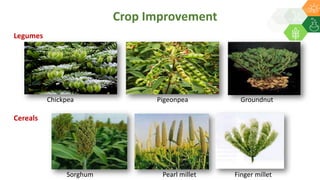 Chickpea Pigeonpea Groundnut
Legumes
Cereals
Sorghum Pearl millet Finger millet
Crop Improvement
 