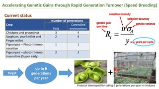 Crop
Number of generations
Field
Controlled
environment
Chickpea and groundnut 3 4
Sorghum, pearl millet and
Finger millet
2 4
Pigeonpea – Photo-thermo
sensitive
1 1
Pigeonpea – photo-thermo
insensitive (Super early)
2 3
Accelerating Genetic Gains through Rapid Generation Turnover (Speed Breeding)
Current status
Protocol developed for taking 6 generations per year in chickpea
Target
up to 6
generations
per year
+
 