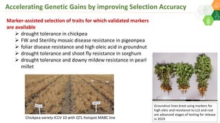 Accelerating Genetic Gains by improving Selection Accuracy
Marker-assisted selection of traits for which validated markers
are available
 drought tolerance in chickpea
 FW and Sterility mosaic disease resistance in pigeonpea
 foliar disease resistance and high oleic acid in groundnut
 drought tolerance and shoot fly resistance in sorghum
 drought tolerance and downy mildew resistance in pearl
millet
Groundnut lines bred using markers for
high oleic and resistance to LLS and rust
are advanced stages of testing for release
in 2019Chickpea variety ICCV 10 with QTL-hotspot MABC line
 