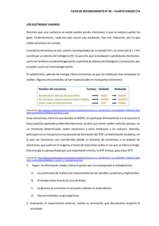 FICHA DE REFORZAMIENTO N° 05 – CUARTO GRADO CTA
LOS ELECTRONES VIAJEROS
Decimos que una sustancia se oxida cuando pierde electrones y que se reduce cuando los
gana. Evidentemente, cada vez que ocurre una oxidación, hay una reducción, por lo que
ambos procesos van unidos.
Cuandoloselectronesse van,sueleniracompañados de un protón (H+
). La unión de (e-
) + (H+
)
constituye un átomo de hidrógeno (H). Es por ello que la oxidación o pérdida de electrones,
suele sertambiénunadeshidrogenación,opérdidade átomosde hidrógeno.Lareducción,por
su parte, suele ser una hidrogenación.
El catabolismo, además de energía, libera electrones ya que las moléculas más complejas se
oxidan. Algunos dinucleótidos se han especializado en transportar electrones:
Tomado de: http://agrega.juntadeandalucia.es/repositorio/26022013/12/es-an_2013022613_9112339/ODE-7f76b91b-7d66-
3497-a329-0b36a3a9d06d/Coenzimas.2.png
Estas coenzimas,entre los que destaca el NADH, sin participar directamente en la reacción la
hacenposible captandoycediendoelectrones.Se dice que tienen poder reductor porque, en
un momento determinado, ceden electrones a otras moléculas y las reducen. Además,
participanenun mecanismomuypeculiarde formación del ATP, la fosforilación oxidativa, en
la que los electrones son transferidos desde un donante de electrones a un aceptor de
electrones,que sueleserel oxígeno,atravésde reaccionesredox en las que se libera energía.
Esta energía es aprovechada por una importante enzima, la ATP sintasa, para crear ATP.
Tomado de: http://agrega.juntadeandalucia.es/repositorio/26022013/12/es-an_2013022613_9112339/ODE-7f76b91b-7d66-
3497-a329-0b36a3a9d06d/1_nutricin_y_metabolismo.html
1. Según la información citada, indica la acción que no corresponda al metabolismo:
A. Los alimentos de la dieta son macromoléculas de almidón, proteínas y triglicéridos.
B. El lactato entra directo al ciclo de Krebs.
C. La glucosa se convierte en piruvato y lactato en anaerobiosis.
D. Hay aminoácidos no glucogénicos.
2. Evaluando el experimento anterior, señala la conclusión que descartarías respecto al
resultado:
 