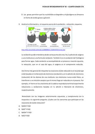 FICHA DE REFORZAMIENTO N° 05 – CUARTO GRADO CTA
D. Las grasas permiten que los nucleótidos se degraden y el glucógeno se almacena
en forma de ácidos grasos y glicerol.
9. Analiza la información y el esquema acerca de la oxidación – reducción, esquema,
http://files.javicordoba.webnode.es/200000023-c7dd4c9cf3/Enzimas.png
La oxidaciónpuede entenderse desde variospuntosde vista.Así,laadiciónde oxígeno
a una molécula es una forma de oxidación. También lo es la oxidación del hidrógeno
para formar agua. Cada oxidación va acompañada de un proceso o reacción opuesta,
la reducción, que en el caso del agua, el oxígeno es el componente reducido.
Una forma más general de intepretarlasreaccionesóxido-reducciónesel recordarque
estánbasadasen laliberaciónde electrones (oxidación) y en la adición de electrones
(reducción) de los átomos de una molécula. Los electrones nunca están libres, se
transfieren a un electrón aceptor que él mismo llega ser reducido en el proceso. Por
ejemplo, el hierro en los citocromos de la cadena respiratoria terminal experimenta
reducciones y oxidaciones basadas en la adición o liberación de electrones,
respectivamente.
Relaciónalo con las imágenes anteriormente expuestas, y complementa con la
respuesta a la siguiente pregunta: ¿Cuáles son las coenzimas que participan en las
reacciones de óxido-reducción?
A. NADH Y FAD
B. NAD* Y FAD
C. NADH* Y FAD
D. NAD Y FAD
 