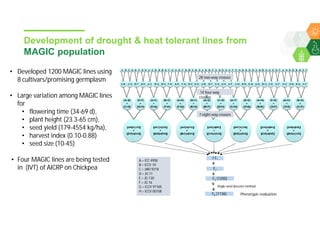 Accelerated chickpea breeding for water-limited environments