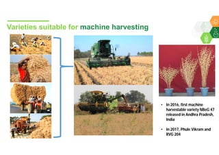 Accelerated chickpea breeding for water-limited environments