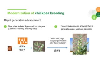Accelerated chickpea breeding for water-limited environments