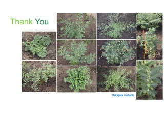 Accelerated chickpea breeding for water-limited environments