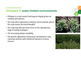 Accelerated chickpea breeding for water-limited environments