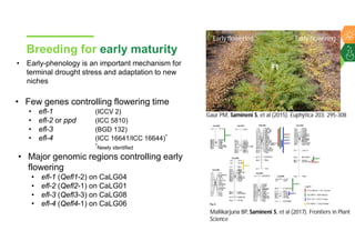 Accelerated chickpea breeding for water-limited environments