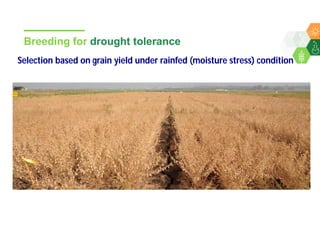 Accelerated chickpea breeding for water-limited environments