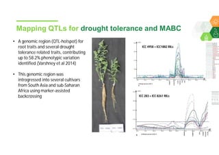 Accelerated chickpea breeding for water-limited environments
