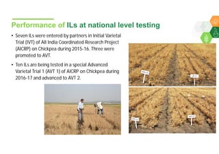 Accelerated chickpea breeding for water-limited environments