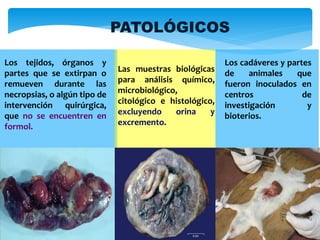 Los tejidos, órganos y
partes que se extirpan o
remueven durante las
necropsias, o algún tipo de
intervención quirúrgica,
que no se encuentren en
formol.
Los cadáveres y partes
de animales que
fueron inoculados en
centros de
investigación y
bioterios.
Las muestras biológicas
para análisis químico,
microbiológico,
citológico e histológico,
excluyendo orina y
excremento.
PATOLÓGICOS
 