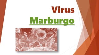Virus
Marburgo
1
 