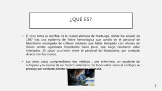 ¿QUÉ ES?
• El virus toma su nombre de la ciudad alemana de Marburgo, donde fue aislado en
1967 tras una epidemia de fiebre hemorrágica que cundió en el personal de
laboratorio encargado de cultivos celulares que había trabajado con riñones de
simios verdes ugandeses importados hacía poco, que luego resultaron estar
infectados. 25 casos ocurrieron entre el personal del laboratorio, por contacto
directo con los monos.
• Los otros casos comprendieron dos médicos , una enfermera, un ayudante de
autopsias y la esposa de un médico veterinario. En todos estos casos el contagio se
produjo por contacto directo con una persona infectada.
2
 
