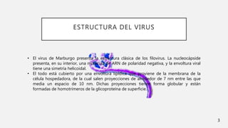 ESTRUCTURA DEL VIRUS
• El virus de Marburgo presenta la estructura clásica de los filovirus. La nucleocápside
presenta, en su interior, una molécula de ARN de polaridad negativa, y la envoltura viral
tiene una simetría helicoidal.
• El todo está cubierto por una envoltura lipídica que proviene de la membrana de la
célula hospedadora, de la cual salen proyecciones de alrededor de 7 nm entre las que
media un espacio de 10 nm. Dichas proyecciones tienen forma globular y están
formadas de homotrímeros de la glicoproteína de superficie.
3
 