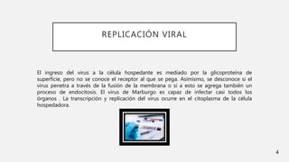 REPLICACIÓN VIRAL
El ingreso del virus a la célula hospedante es mediado por la glicoproteína de
superficie, pero no se conoce el receptor al que se pega. Asimismo, se desconoce si el
virus penetra a través de la fusión de la membrana o si a esto se agrega también un
proceso de endocitosis. El virus de Marburgo es capaz de infectar casi todos los
órganos . La transcripción y replicación del virus ocurre en el citoplasma de la célula
hospedadora.
4
 