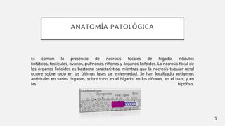 ANATOMÍA PATOLÓGICA
Es común la presencia de necrosis focales de hígado, nódulos
linfáticos, testículos, ovarios, pulmones, riñones y órganos linfoides. La necrosis focal de
los órganos linfoides es bastante característica, mientras que la necrosis tubular renal
ocurre sobre todo en las últimas fases de enfermedad. Se han localizado antígenos
antivirales en varios órganos, sobre todo en el hígado, en los riñones, en el bazo y en
las hipófisis.
5
 