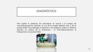 DIAGNÓSTICO
Para probar la presencia de anticuerpos se recurre a un ensayo de
inmunofluorescencia indirecta, al uso de la prueba Western blot o de la
prueba ELISA. Para distinguir el genoma o los antígenos virales se utiliza la
reacción en cadena de la polimerasa , la inmunofluorescencia, la
histoquímica o la prueba ELISA.
6
 