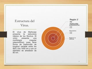 Estructura del
Virus.
Región 3’
no
traducida
Nucleoproteína (NP)
• VP35
• VP40
Glicoproteína
• VP30
• VP24
Región 5’ no
traducida
El virus de Marburgo
presenta la estructura
clásica de los filovirus. El
virión presenta una
morfología irregular
(pleomórfica), pues tiene
forma de bastoncillo de
longitud variable entre los
800 y los 1400 nm y con un
diámetro de alrededor de
80 nm.
5
 