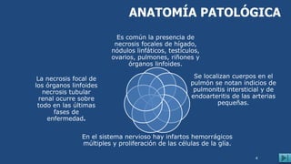 ANATOMÍA PATOLÓGICA
Es común la presencia de
necrosis focales de hígado,
nódulos linfáticos, testículos,
ovarios, pulmones, riñones y
órganos linfoides.
Se localizan cuerpos en el
pulmón se notan indicios de
pulmonitis intersticial y de
endoarteritis de las arterias
pequeñas.
La necrosis focal de
los órganos linfoides
necrosis tubular
renal ocurre sobre
todo en las últimas
fases de
enfermedad.
En el sistema nervioso hay infartos hemorrágicos
múltiples y proliferación de las células de la glía.
4
 