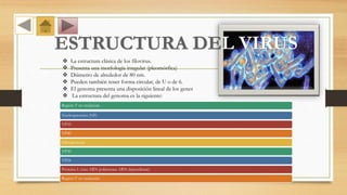 L VIRUS
 La estructura clásica de los filovirus.
 Presenta una morfología irregular (pleomórfica)
 Diámetro de alrededor de 80 nm.
 Pueden también tener forma circular, de U o de 6.
 El genoma presenta una disposición lineal de los genes
 La estructura del genoma es la siguiente:
Región 3’ no traducida
Nucleoproteína (NP)
VP35
VP40
Glicoproteína
VP30
VP24
Proteína L (una ARN polimerasa ARN dependiente)
Región 5’ no traducida
 
