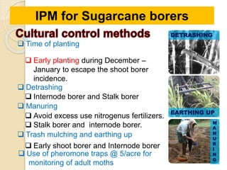  Time of planting
 Early planting during December –
January to escape the shoot borer
incidence.
 Manuring
 Avoid excess use nitrogenus fertilizers.
 Stalk borer and internode borer.
 Trash mulching and earthing up
 Early shoot borer and Internode borer
 Detrashing
 Internode borer and Stalk borer
IPM for Sugarcane borers
EARTHING UP
DETRASHING
M
A
N
U
R
I
N
G
 Use of pheromone traps @ 5/acre for
monitoring of adult moths
 