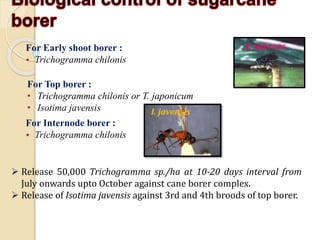 For Early shoot borer :
• Trichogramma chilonis
For Internode borer :
• Trichogramma chilonis
For Top borer :
• Trichogramma chilonis or T. japonicum
• Isotima javensis
 Release 50,000 Trichogramma sp./ha at 10-20 days interval from
July onwards upto October against cane borer complex.
 Release of Isotima javensis against 3rd and 4th broods of top borer.
S. inferens
I. javensis
 