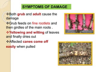 SYMPTOMS OF DAMAGE
Both grub and adult cause the
damage
Grub feeds on fine rootlets and
then girdles of the main roots .
Yellowing and wilting of leaves
and finally dries out
Affected canes come off
easily when pulled
 