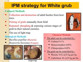 Cultural Methods
 Collection and destruction of adult beetles from host
trees.
 Picking of grubs manually from field
 Repeated ploughing & exposing various stages of
grub to their natural enemies.
 The use of light trap.
Biological Methods
 Bacillus popillae (Bacteria)
 Beauveria bassiana (Fungus)
IPM strategy for White grub
Chemical Methods
 The adult can be controlled by -
 Carbaryl 0.1%
 Monocrotophos 0.05%
 Chlorpyriphos 0.05%
 The grub can be controlled by -
 Phorate 10 G @25 kg per ha.
 Carbofuran 3G @35 kg per ha.
(Light trap)
 