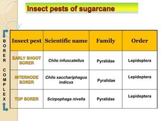 Insect pest Scientific name Family Order
Chilo infuscatellus Pyralidae Lepidoptera
Chilo sacchariphagus
indicus Pyralidae
Lepidoptera
Scirpophaga nivella Pyralidae
Lepidoptera
B
O
R
E
R
C
O
M
P
L
E
X
 