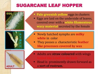  Pale greenish yellow eggs in clusters
 Eggs are laid on the underside of leaves,
covered over with a white filamentous
waxy material secreted by the female
 Newly hatched nymphs are milky
white in color
 They posses a characteristic feather
like processes covered by wax
 Adults are straw coloured with wings
folded like a roof on the back
 Head is prominently drawn forward as
a sort of rostrum.
EGG
N
Y
M
P
H
ADULT
 