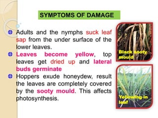 SYMPTOMS OF DAMAGE
Adults and the nymphs suck leaf
sap from the under surface of the
lower leaves.
Leaves become yellow, top
leaves get dried up and lateral
buds germinate
Hoppers exude honeydew, result
the leaves are completely covered
by the sooty mould. This affects
photosynthesis.
Black sooty
mould
Yellowing in
leaf
 