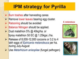  Burn trashes after harvesting canes
 Remove lower leaves bearing egg cluster.
 Ratooning should be avoided
 Balance Nitrogen should be applied.
 Dust malathion 5% @ 40kg/ha. or
Spray malathion 50 EC @ 1.25kga.i./ha.
 Release of 8,000-12,000 cocoons or 3.2 to 4
lakh eggs of Epiricania melanoleuca per ha.
during July-August
 Use Metarhizium anisopliae (fungal pathogen)
IPM strategy for Pyrilla
E. melanoleuca
 