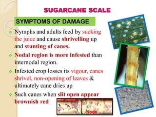  Nymphs and adults feed by sucking
the juice and cause shrivelling up
and stunting of canes.
 Nodal region is more infested than
internodal region.
 Infested crop losses its vigour, canes
shrivel, non-opening of leaves &
ultimately cane dries up
 Such canes when slit open appear
brownish red
SYMPTOMS OF DAMAGE
Node
 