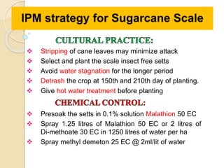  Stripping of cane leaves may minimize attack
 Select and plant the scale insect free setts
 Avoid water stagnation for the longer period
 Detrash the crop at 150th and 210th day of planting.
 Give hot water treatment before planting
 Presoak the setts in 0.1% solution Malathion 50 EC
 Spray 1.25 litres of Malathion 50 EC or 2 litres of
Di-methoate 30 EC in 1250 litres of water per ha
 Spray methyl demeton 25 EC @ 2ml/lit of water
IPM strategy for Sugarcane Scale
 