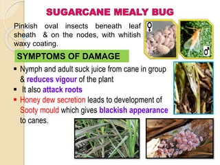 SYMPTOMS OF DAMAGE
Pinkish oval insects beneath leaf
sheath & on the nodes, with whitish
waxy coating.
 Nymph and adult suck juice from cane in group
& reduces vigour of the plant
 It also attack roots
 Honey dew secretion leads to development of
Sooty mould which gives blackish appearance
to canes.
 